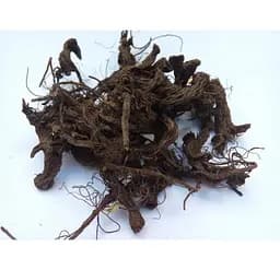 Чистотіл Корінь Бордун Бородавник прозорник Chelidonium majus