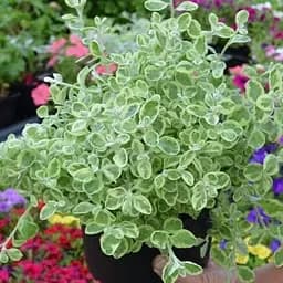 Геліхрізум ампельний "Variegata" (185704) 1 саджанець