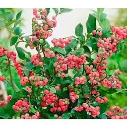 Саджанець Agro-Market Лохина (чорниця садова) 2 роки Пінк Блюберрі (Blueberry) С2 висота 40-50 см 1 саджанець (71768)