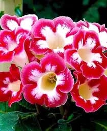 Бульба Agro-Market Глоксинія Blanche de Meru 1 шт. в упаковці (19646)