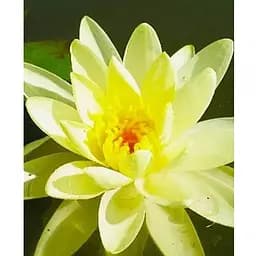 Саджанець Agro-Market Німфея Gold Medal (52520) (Корневище) 1 шт.