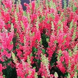 Саджанець Agro-Market Верес звичайний Dark Beauty (44252)