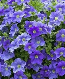 Петунія Agro-Market Surprise Blue Sky ампельна контейнер №10 висота 10-15 см 1 шт в упаковці