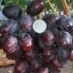 Саженец Agro-Market Виноград Торнадо (большая кисть до 2500 г, гармоничный вкус) 1 шт. в упаковке (61657)