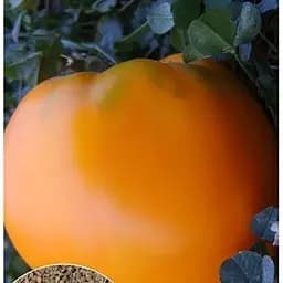 Насіння Весна на вагу Томат Волове серце оранжеве ціна за 1 г (32263)