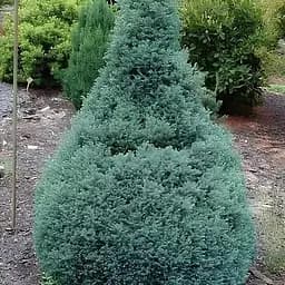 Кипарисовик горохоплодний "Baby Blue" (ком/сітка) висота 50-60см (188437) 1 саджанець