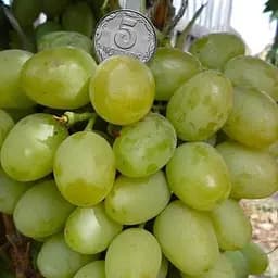 Саженец Agro-Market Княгиня Ольга (средний срок созревания, ягоды могут сохраняться до Нового года без изменения вкуса) 1 шт. в упаковке (25531)