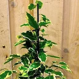 Саджанець Agro-Market Фікус Бенджаміна варієгатний Саманта (Ficus benjamina Samantha) вазон Р9 (71922)