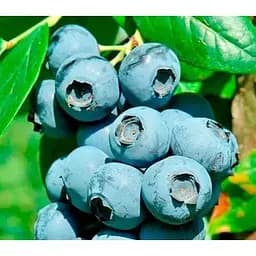 Саджанець Agro-Market Лохина (чорниця садова) Ерліблю 2 роки С1.5 висота 50-60 см 1 саджанець (176949)