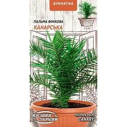 Семена Пальма финиковая Насіння України Канарская комнатная 2 шт. (747 000)