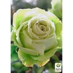 Троянда чайно-гібридна Agro-Market Ківі саджанець класу АА+ вищий сорт 1 шт. в упаковці (15967) - мініатюра 3