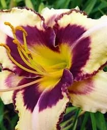 Саженец Agro-Market Лилейник Canadian Border Patrol 1 шт. в упаковке (20839)