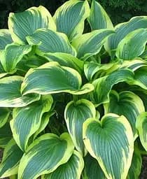 Саженец Agro-Market Хоста Fortunei Aureomarginatа 1 шт. в упаковке (23450)