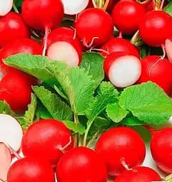 Насіння Весна Редис Романо Зіпер 7 г (177955)