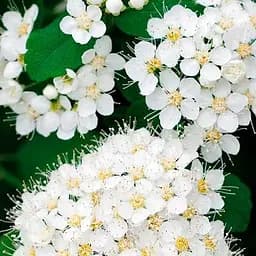 Саджанець Agro-Market Спірея Японська 2-х річна Albiflora вазон С2, висота 20-40см (176825)