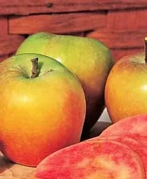 Саджанець Agro-Market Яблуня Хідден Роуз (осінній сорт, середнього терміну дозрівання) (71865)