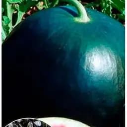 Насіння Весна на вагу Кавун Цукровий малюк ціна за 5 г (49060)