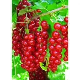 Саджанець Agro-Market Порічка (смородина) червона Наталі (середнього терміну дозрівання) 1 шт. в упаковці (44003)