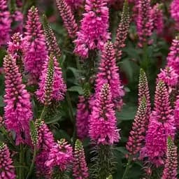 Вероніка Колосиста "First Love" (189456) 1 саженец