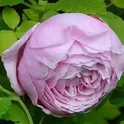 Роза английская Agro-Market Spirit of Freedom саженец класса АА+ высший сорт 1 шт. в упаковке (181492)