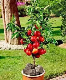 Саджанець Agro-Market Нектарин колоновидний Роман (пізній термін дозрівання) 1 шт. в упаковці (45351)