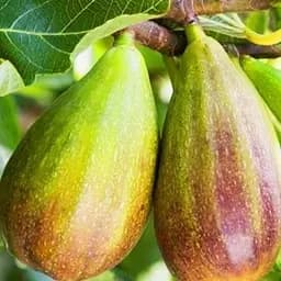 Інжир Брунсвік 1 саджанець в упаковці (40076)