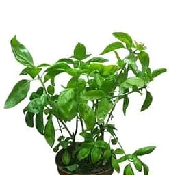 Саженец Agro-Market Базилик зеленый Фоглия ди Латуга (кадковое растение, высокодекоративный куст) (102404) 1 шт. в упаковке