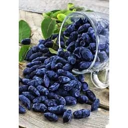 Саджанець Agro-Market Жимолость Гордість Бакчара (середній термін дозрівання, великоплідний сорт) 1 шт. в упаковці (43973) - мініатюра 4
