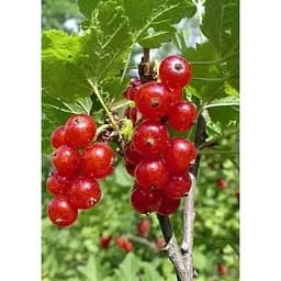 Саджанець Agro-Market Смородина червона Ненаглядна (середній термін дозрівання) 1 шт. в упаковці (38430)