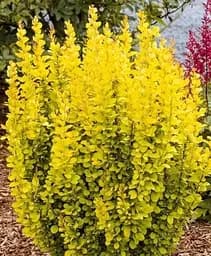 Саженец Agro-Market Барбарис Тунберга 2-х летний Maria С2 высота саженца от 20 см (182568) 1 шт. в упаковке