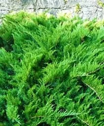 Саджанець Agro-Market Ялівець козацький Tamariscifolia С2 висота 25-30 см 1 шт. в упаковці (71817)