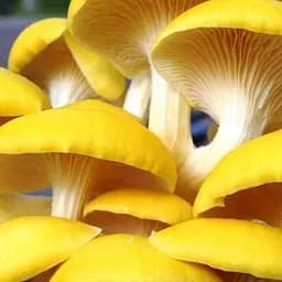 Сухий зерновий міцелій "Глива лимонна" 10г (45491)