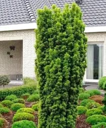 Саджанець Agro-Market Тис ягідний David С2 висота 15-25 см 1 шт. в упаковці (175132)