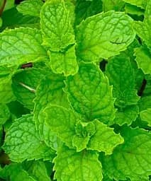 Саджанець Agro-Market М'ята Яблучна Mentha Rotundifolia (контейнер Р9, Корневище) 1 шт. в упаковці (49186)