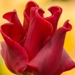 Тюльпан "Red Dress" (156363) 2 шт