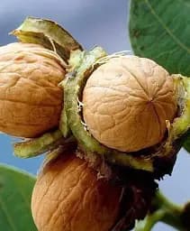 Саджанець Agro-Market Волоський горіх Черновецький (середній термін дозрівання) 1 шт. в упаковці (101923)