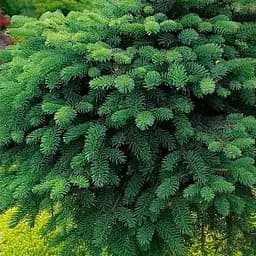 Ель мариорика Agro-Market на штамбе Machala С7.5 высота 40-50см диаметр кроны 25-35 см 188168 1 саженец в упаковке