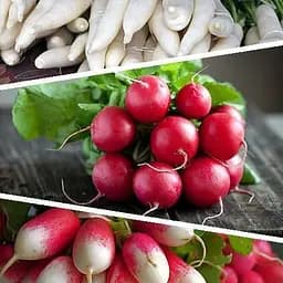 Редис "Суміш кращих популярних сортів" ТМ "Весна"  15г (45528)