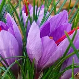 Саженец Agro-Market Шафран Crocus Sativus 5/6 большой 3 шт.