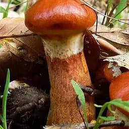 Сухий зерновий міцелій "Маслюк модриновий" 100г (45580)