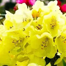 Саджанець Agro-Market Рододендрон гібридний Саффрано (Saffrano) (120482)