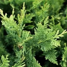 Туя западная Huebner (контейнер Р9, высота 10-15 см) (189644) 1 саженец в упаковке