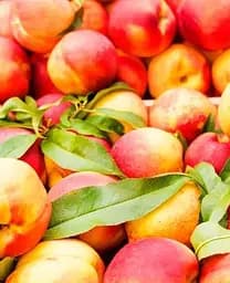 Саджанець Agro-Market Персик Улюбленець (літній сорт, среднепозднего терміну дозрівання) (25746) 1 шт. в упаковці - мініатюра 2