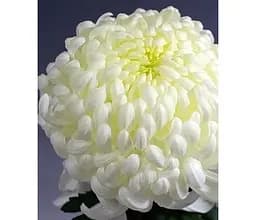 Саджанець Agro-Market Хризантема великоквіткова Valys (176428) 1 шт. в упаковці