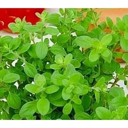 Саджанець Agro-Market Майоран запашний (Amaracum) (52518) 1 шт.