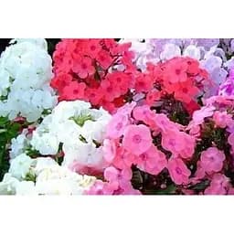 Флокс смесь Весна 1г (13269)