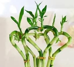 Саджанець Agro-Market Бамбук кімнатний Lucky Bamboo (Dracaena Sanderiana) (50680) 1 шт. в упаковці (кімнатний) - мініатюра 2
