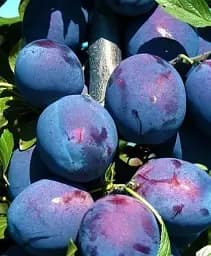 Саджанець Agro-Market Слива темно-синя Галактика (Galaxy) (канадська селекція, преміальний супер соковитий сорт) 1 шт. в упаковці (43987)