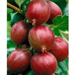 Саджанець Agro-Market Аґрус на штамбі Red planet вазон С2 (184314) 1 шт.