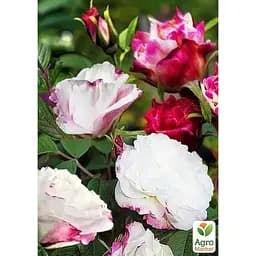 Троянда паркова Agro-Market Louise Bugnet (саджанець класу АА+) вищий сорт (189375) 1 саджанець в упаковці